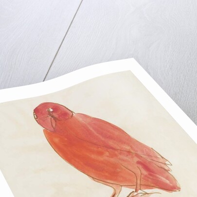 The Red Bird by Edward Lear