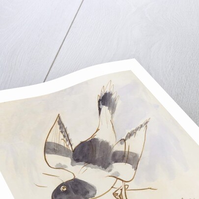 The Black and White Bird by Edward Lear