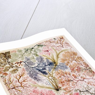 Textile design, c.1788-92 by William Kilburn