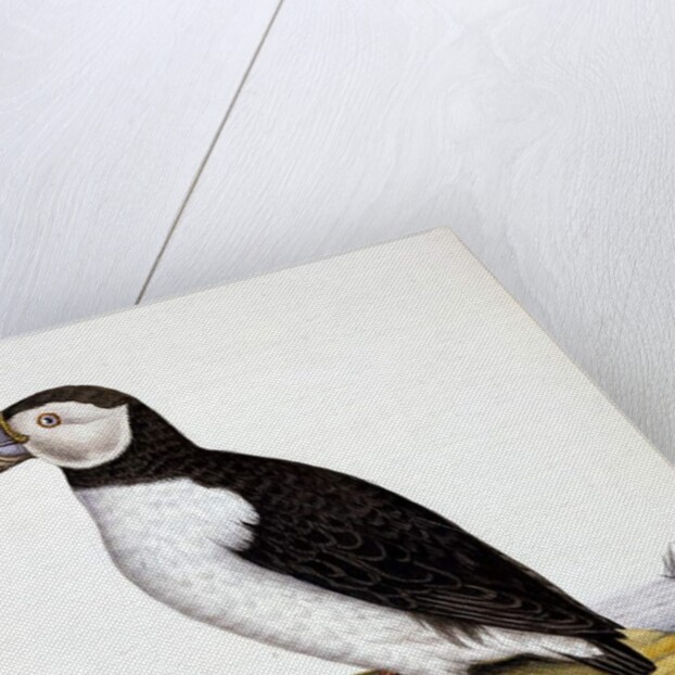 Puffin, marmon fratercula, c.1840 by French School
