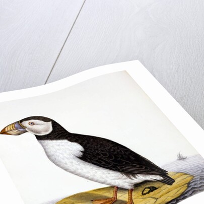 Puffin, marmon fratercula, c.1840 by French School