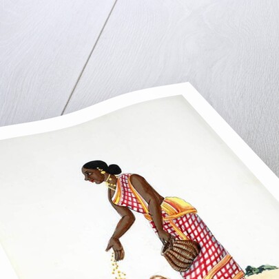 Woman feeding chickens by Indian School