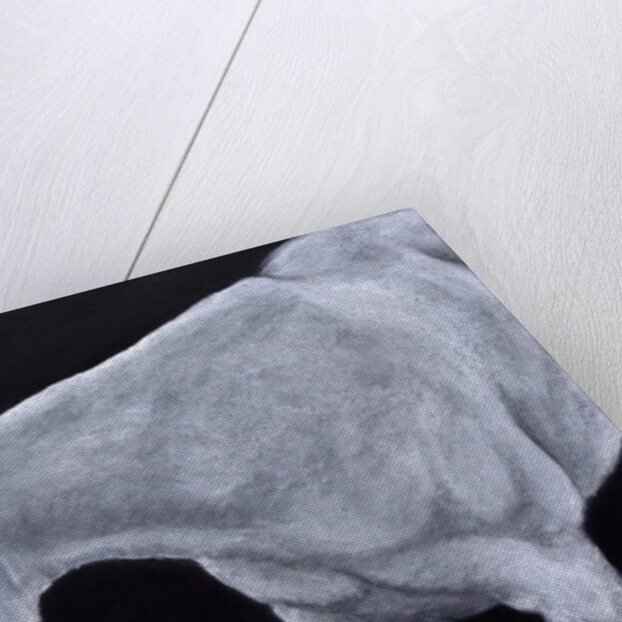 Ghost by Stevie Taylor