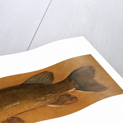 Pike by Henry Thomson