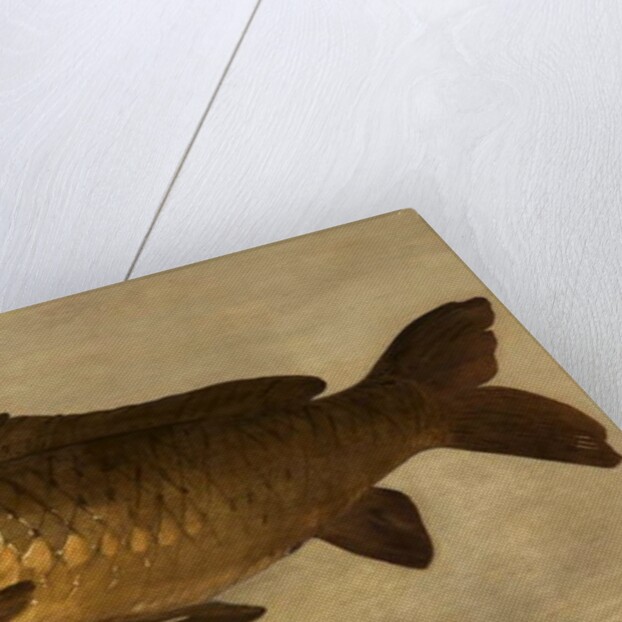 Carp, 1806 by Henry Thomson