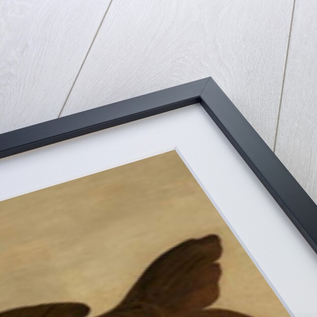 Carp, 1806 by Henry Thomson