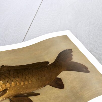 Carp, 1806 by Henry Thomson