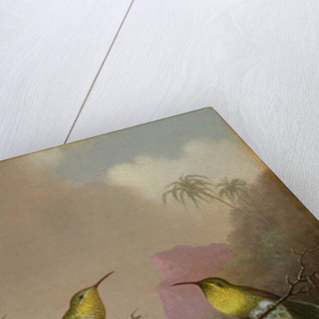 Two Hummingbirds, c.1865-75 by Martin Johnson Heade