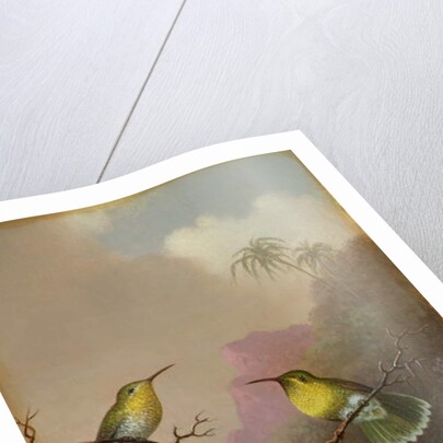 Two Hummingbirds, c.1865-75 by Martin Johnson Heade