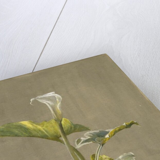 Calla Lily, 1875 by Fidelia Bridges