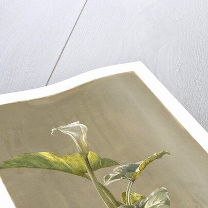 Calla Lily, 1875 by Fidelia Bridges