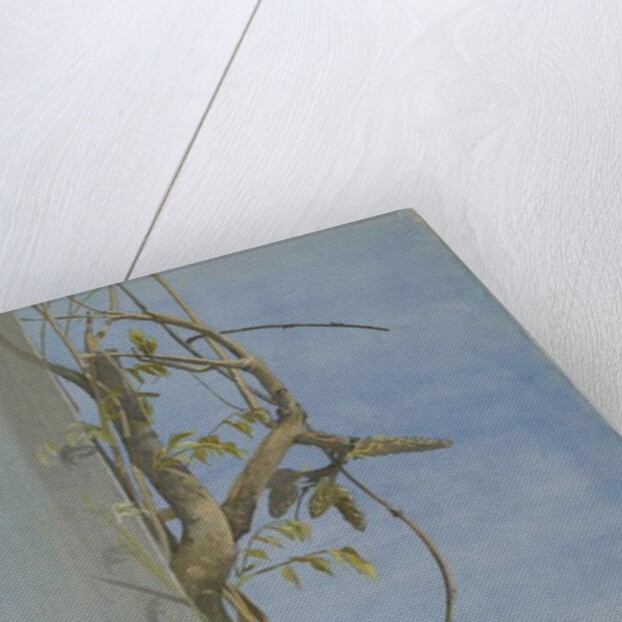 Wisteria on a Wall by Fidelia Bridges