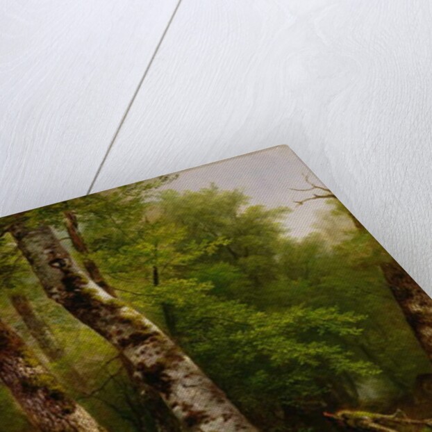 Birch and Maples, 1855 by Asher Brown Durand