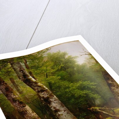 Birch and Maples, 1855 by Asher Brown Durand