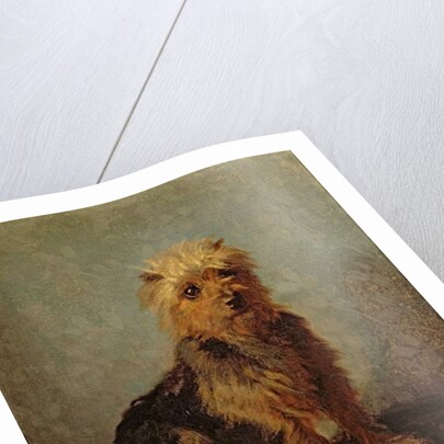 Chadwick's Dog, 1874 by Abbott Handerson Thayer