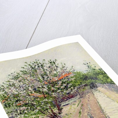 Apple Tree in Blossom, c.1885 by Gustave Caillebotte