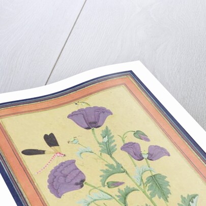 Finch, Poppies, Dragonfly and Bee, c.1650-70 by Indian School