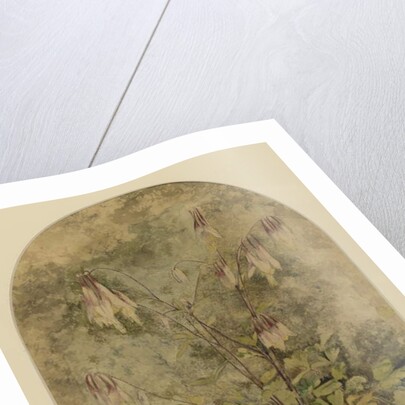 Wildflowers by John William Hill