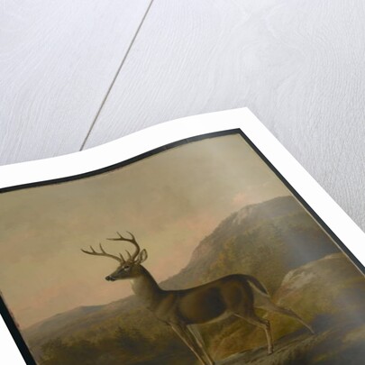 Deer, 1855 by Thomas Hewes Hinckley