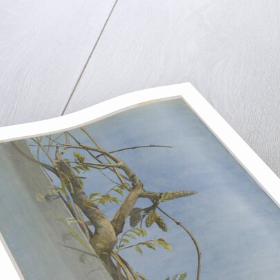 Wisteria on a Wall, 1870s by Fidelia Bridges