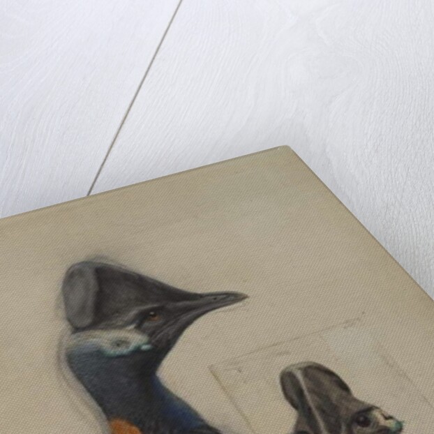 Casuarius Westerman, 1873 by John Gould