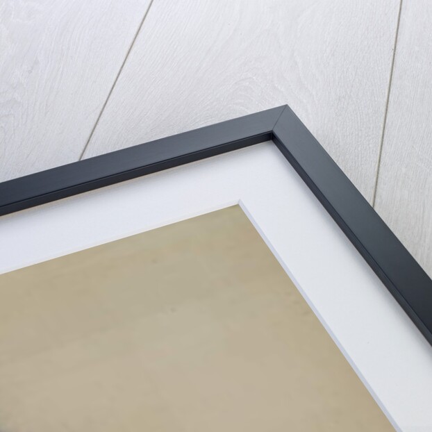 Casuarius Westerman, 1873 by John Gould