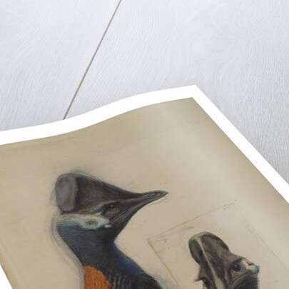 Casuarius Westerman, 1873 by John Gould