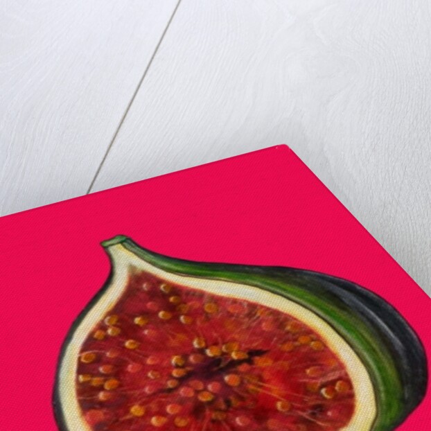 Fig, 2009 by Sarah Thompson-Engels
