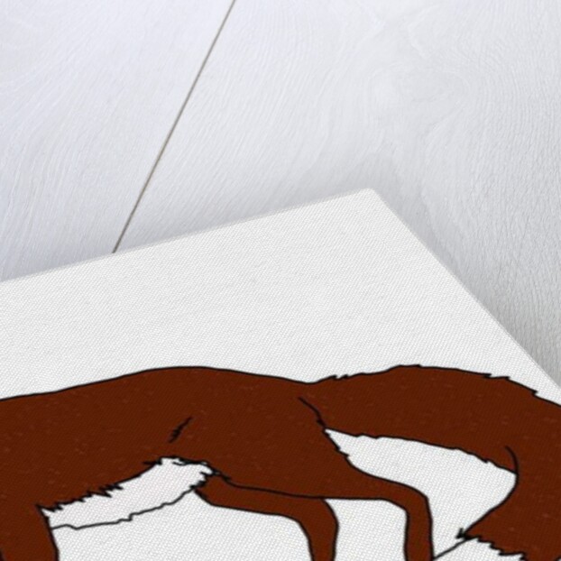 Fox, 2018 by Sarah Thompson-Engels
