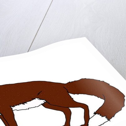 Fox, 2018 by Sarah Thompson-Engels