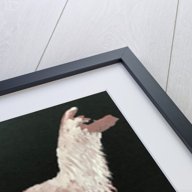 Llama, 2019 by Sarah Thompson-Engels