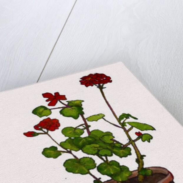 Geraniums in a flowerpot, 2019 by Sarah Thompson-Engels