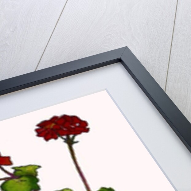 Geraniums in a flowerpot, 2019 by Sarah Thompson-Engels