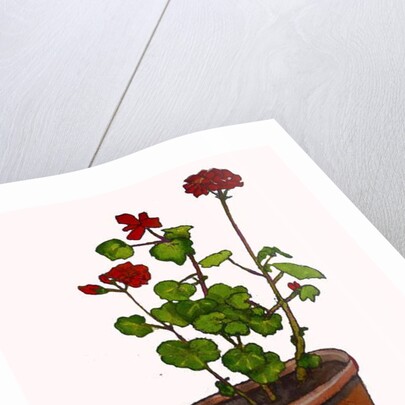 Geraniums in a flowerpot, 2019 by Sarah Thompson-Engels
