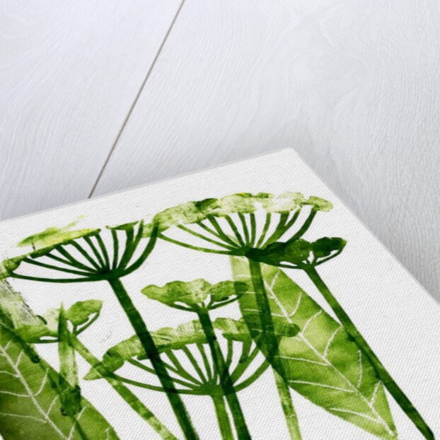 Cow Parsley in green, 2019 by Sarah Thompson-Engels