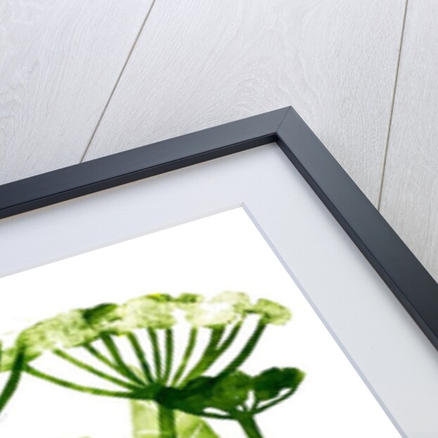 Cow Parsley in green, 2019 by Sarah Thompson-Engels
