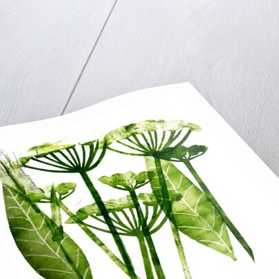 Cow Parsley in green, 2019 by Sarah Thompson-Engels