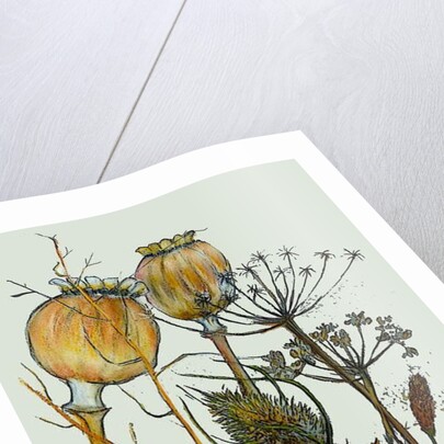 Dried seed heads,2019 by Sarah Thompson-Engels