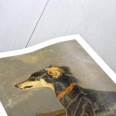 A Saluki Dog, 1840-44 by Edwin Landseer