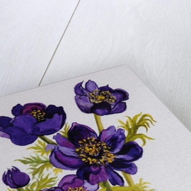Anemones, 2011 by Joan Thewsey