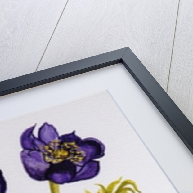 Anemones, 2011 by Joan Thewsey