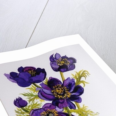 Anemones, 2011 by Joan Thewsey