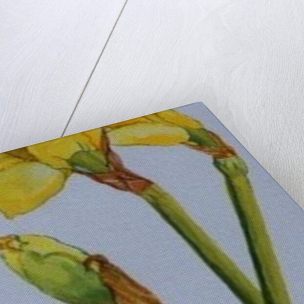 Four Daffodil Stems, 2011 by Joan Thewsey