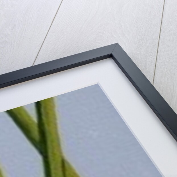 Four Daffodil Stems, 2011 by Joan Thewsey