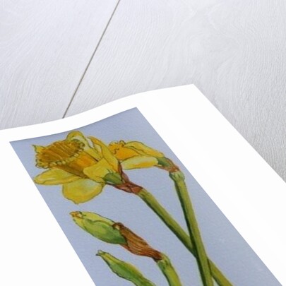 Four Daffodil Stems, 2011 by Joan Thewsey