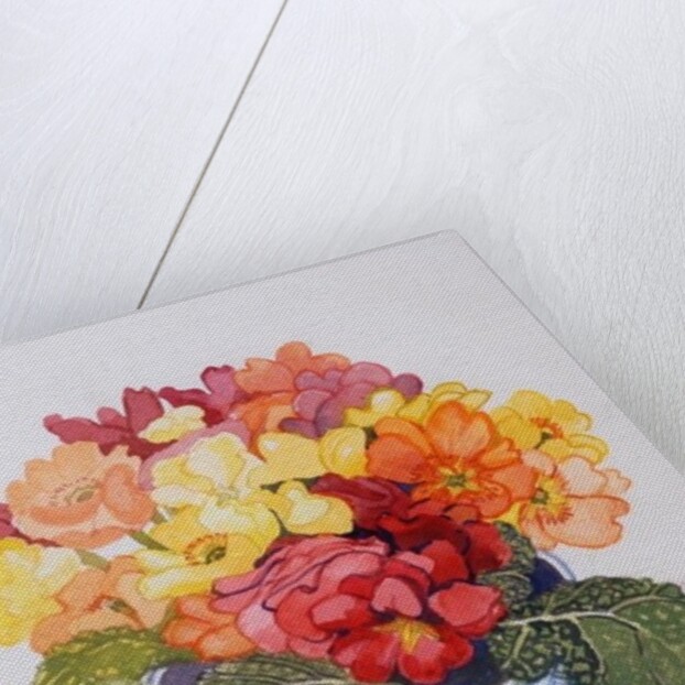 The Multicoloured Primrose, 2011 by Joan Thewsey
