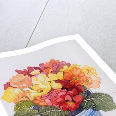 The Multicoloured Primrose, 2011 by Joan Thewsey