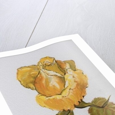 Single Yellow Rose Arthur Bell, 2006 by Joan Thewsey