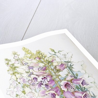 Foxgloves and White Campanulas, 2012 by Joan Thewsey