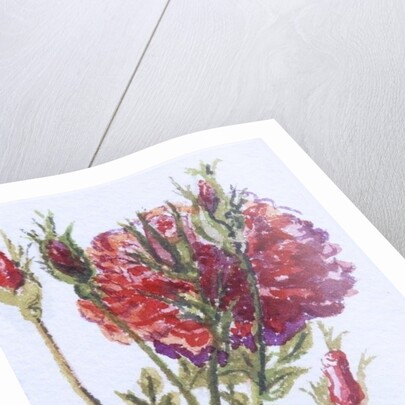 Little Red Roses, 2005 by Joan Thewsey